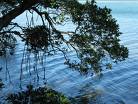 Sarasota mangrove kayak